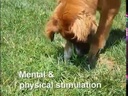JW PET Hol-ee Roller 2 inch