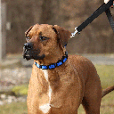 COASTAL Natural Control Training Collar Small Blue