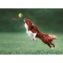 PETSPORT Fling Thing 12" Rope w/ 2.5" Tuff Ball