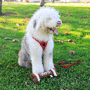 HUXLEY & KENT Dog Power Plush Football Bone S
