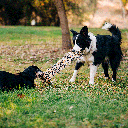MULTIPET Safari Squeaker Mat 24"