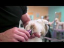 youtube - [Video]