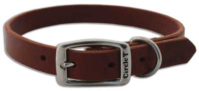 COASTAL Latigo Town Collar 3/4 x 20