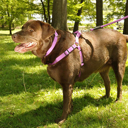 [CA6945 ORCHID] COASTAL Comfort Wrap Harness 26-38x1 Orchid